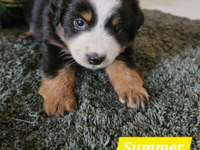 Minature Australian Shepherds