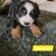 Minature Australian Shepherds