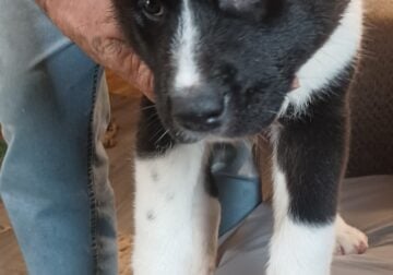 Akc akita puppies
