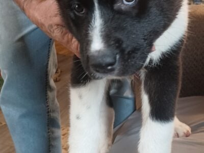 Akc akita puppies