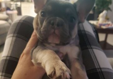 Female and male French Bulldog