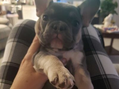 Female and male French Bulldog