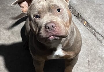 American Bully