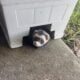 Two ferrets, male and female