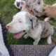 Great danes