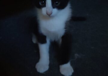 Maine Coon mix kitten