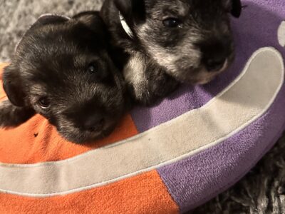 Miniature Schnauzers Girls