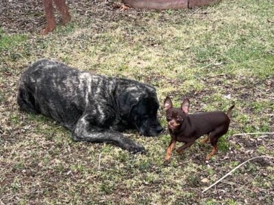 Free Mastiff