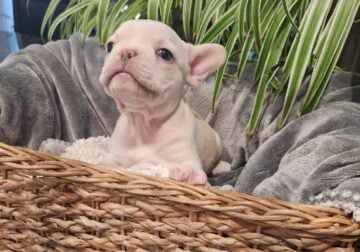 French Bulldog Puppies