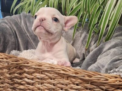 French Bulldog Puppies