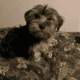 Yorkie