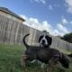 Great Dane Puppies