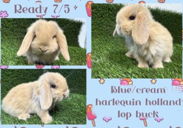 Holland Lop Rabbits