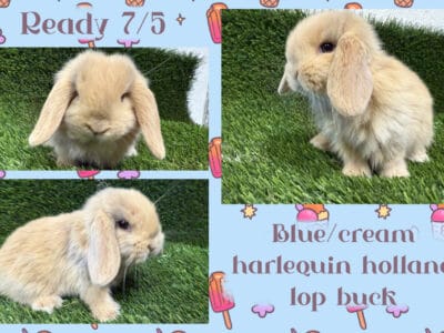 Holland Lop Rabbits