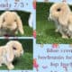 Holland Lop Rabbits
