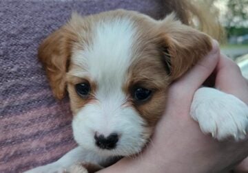Cavachon puppies!