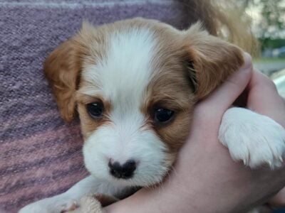 Cavachon puppies!