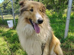 Collie Dog – Okeedokie