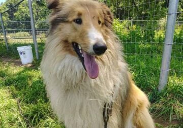 Collie Dog – Okeedokie