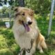 Collie Dog – Okeedokie