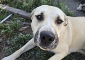 Sakura aka Kira female Cur