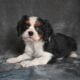 AKC Cavalier King Charles Wooster OH Barney