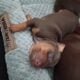 Pinpin puppies