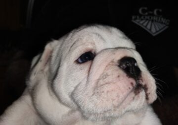 English Bulldog puppies