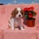 AKC CAVALIER PUPS