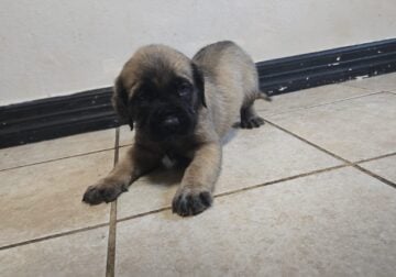 English Mastiff on sale