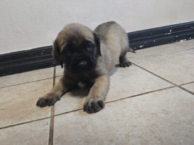 English Mastiff on sale