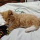 7 Week Old Male Longhair Kitten