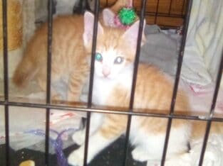 free kittens