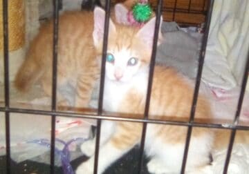 free kittens