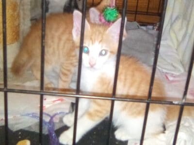 free kittens