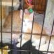 free kittens