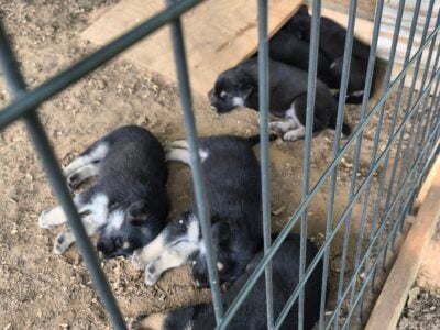 German Shepherd puppies for sale
