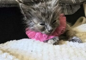 Sweetest BABY Kitten EVER!♡
