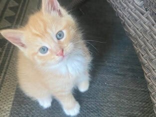 Hypoallergenic kittens