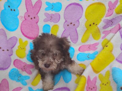 Gismo puppies