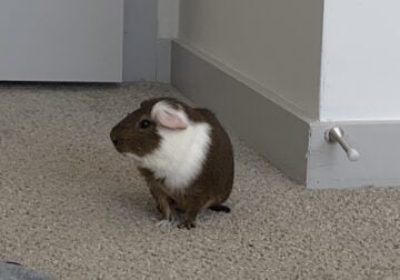 Male Guinea Pig (Flash)