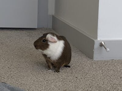 Male Guinea Pig (Flash)