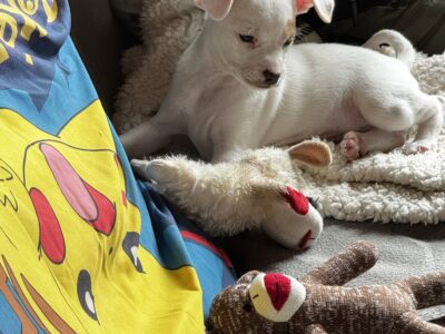 ISO Chihuahua puppy or young adult