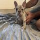 French bulldog puppies