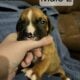 AKC Boxer Puppies for sale