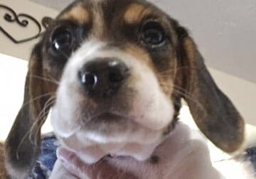Beagle puppies