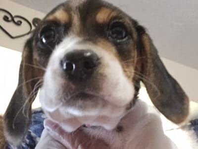 Beagle puppies