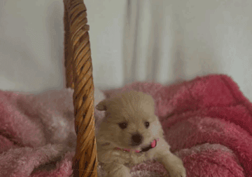 Female Pomeranian