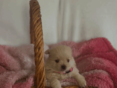 Female Pomeranian
