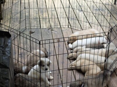 Great Pyrenees/anatolian puppies for sale